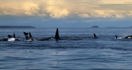 Killer whales the way I want to see them.